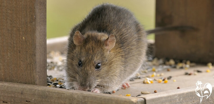 Un rat commun mangeant de la nourriture sur une table pour oiseaux