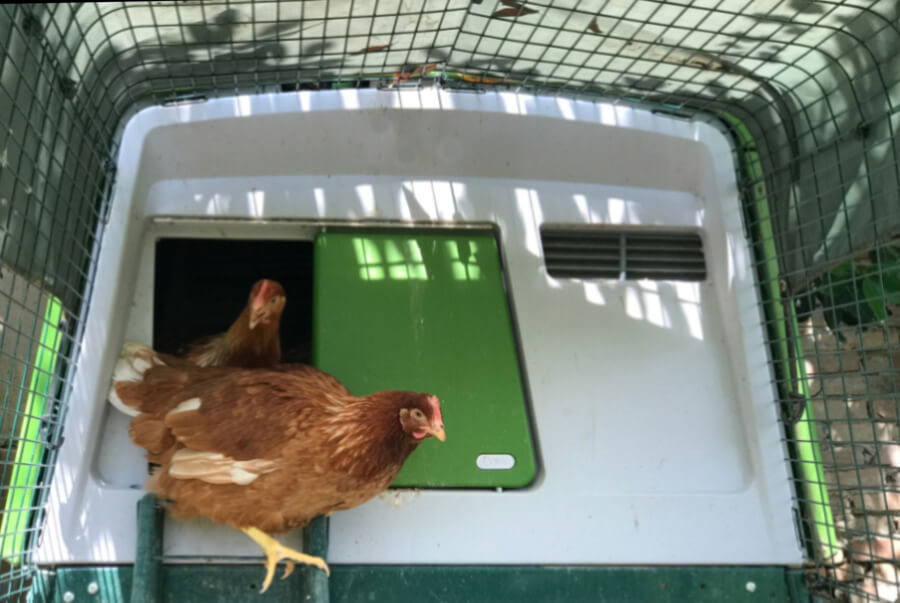 The Omlet chicken run a review of its benefits and features.