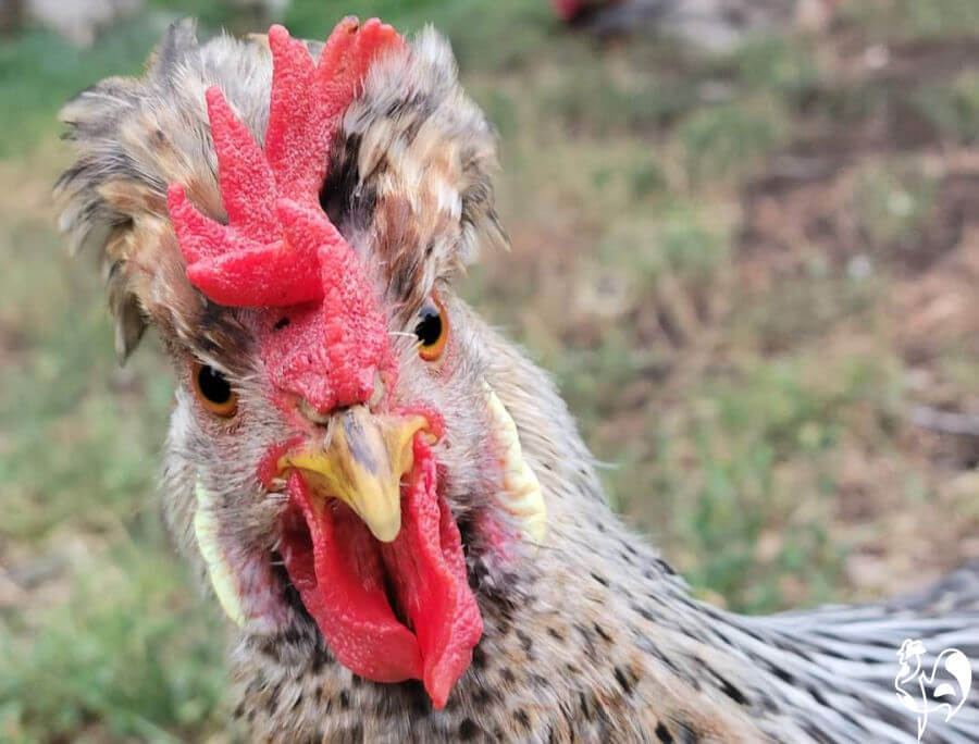 What do roosters eat?