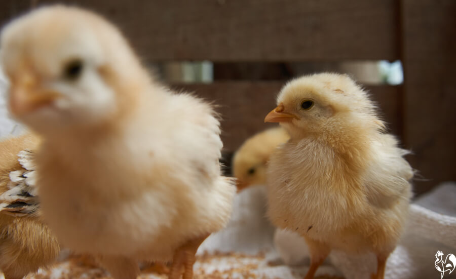 Photos don't have to be perfect! A baby chick photobombs a picture of other chicks.