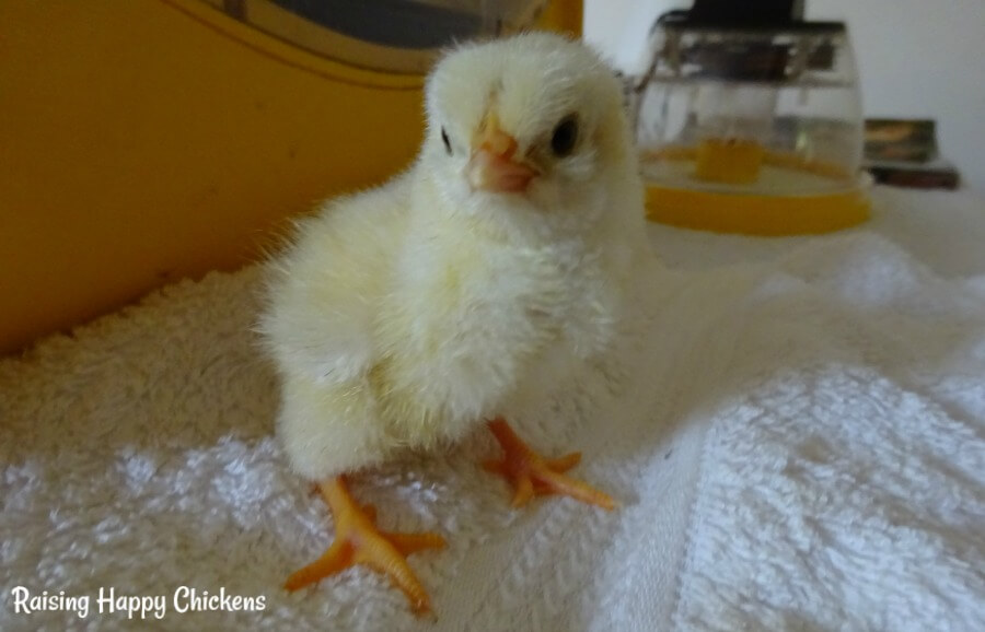 A day old Light Sussex chick.
