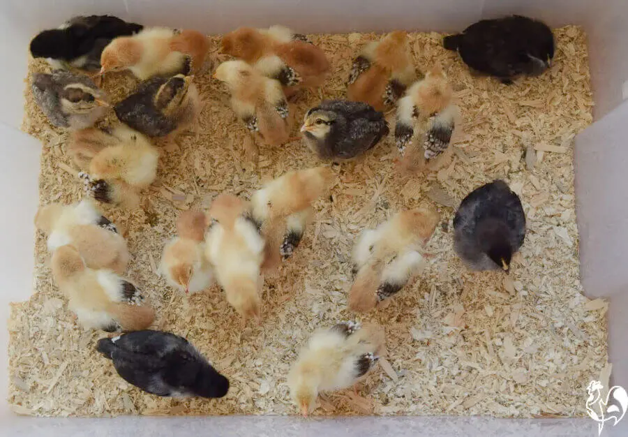 Week old chicks in a tote box brooder.