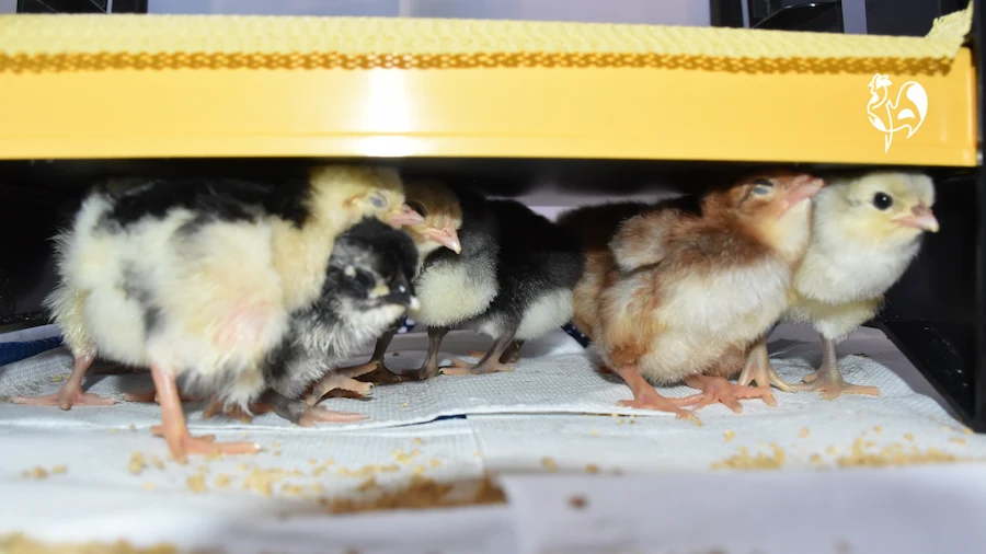 Day old chicks under the brooder lamp