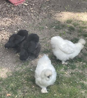 The group together (Little Snow in front, Little Ink closer to frame) 