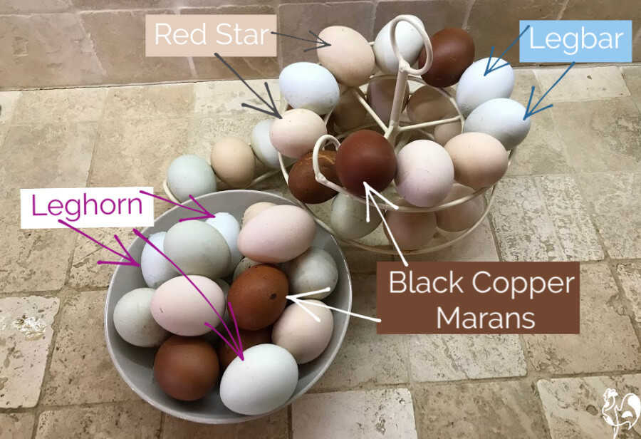 Mein Eierkübel und eine Schale voller verschiedenfarbiger Hühnereier.
