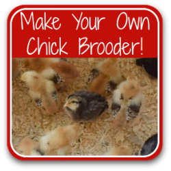 Thumbnail link to article: how to make your own chick brooders to house baby chicks from hatch to 8 weeks.