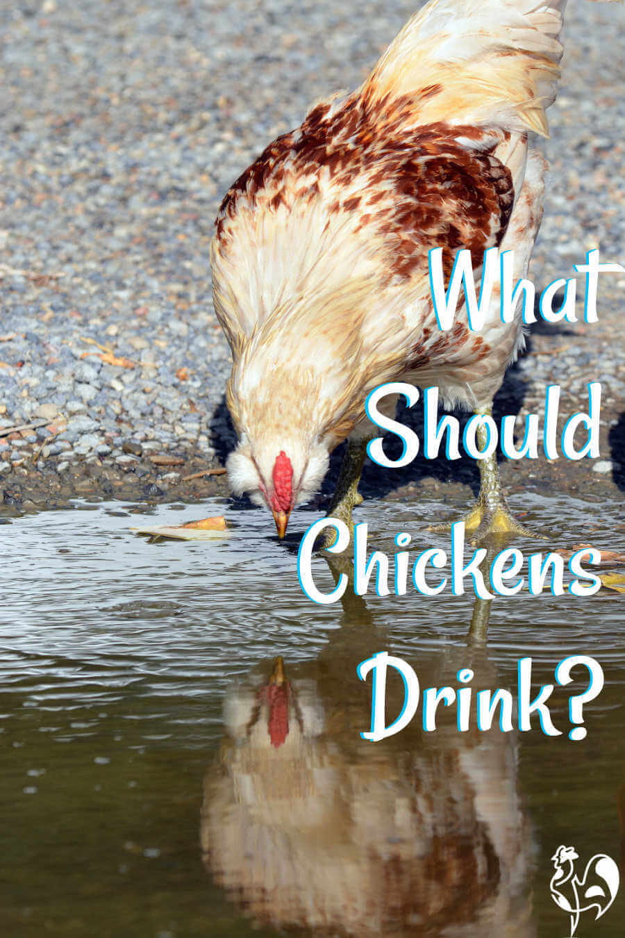 Do chickens drink water?