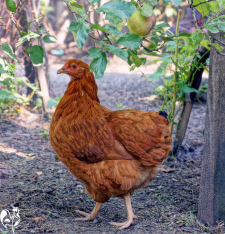 A single brown hen in an orchard with an apple tree.