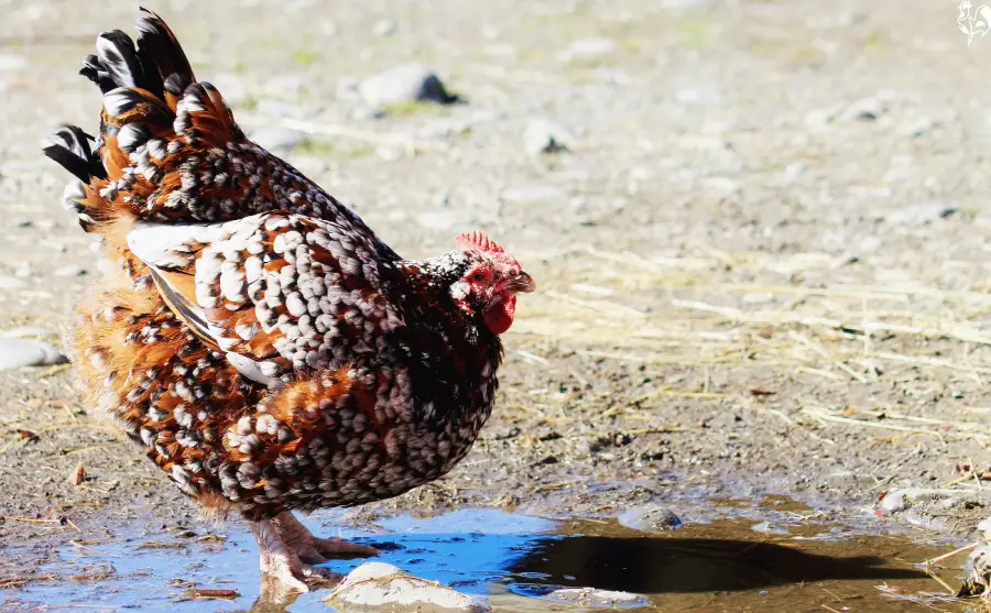 Make sure your flock has a good supply of fresh water. A Speckled Sussex chicken drinking from a puddle.