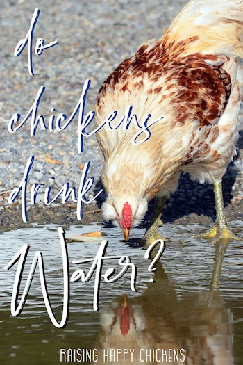 Do chickens drink water? Pin for later.