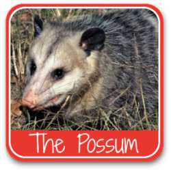 Do possums eat chickens? Find out by clicking this link.