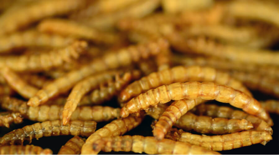 Mealworms for chickens