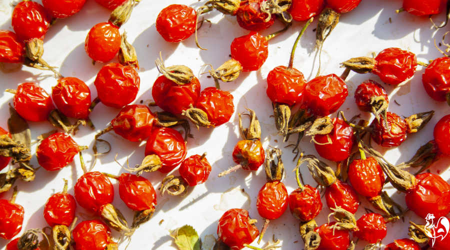 Rose hips drying in the sun.