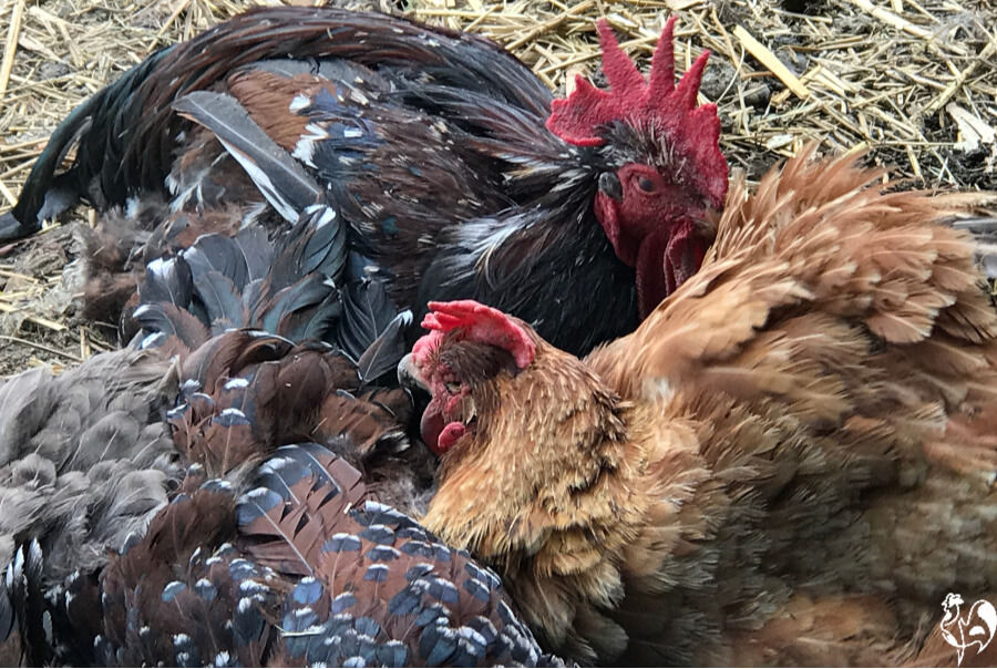 What Is A Dust Bath Why Is It Important And How Do I Make One