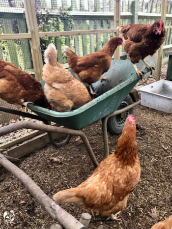 Chickens using a wheelbarrow as a dust bath.