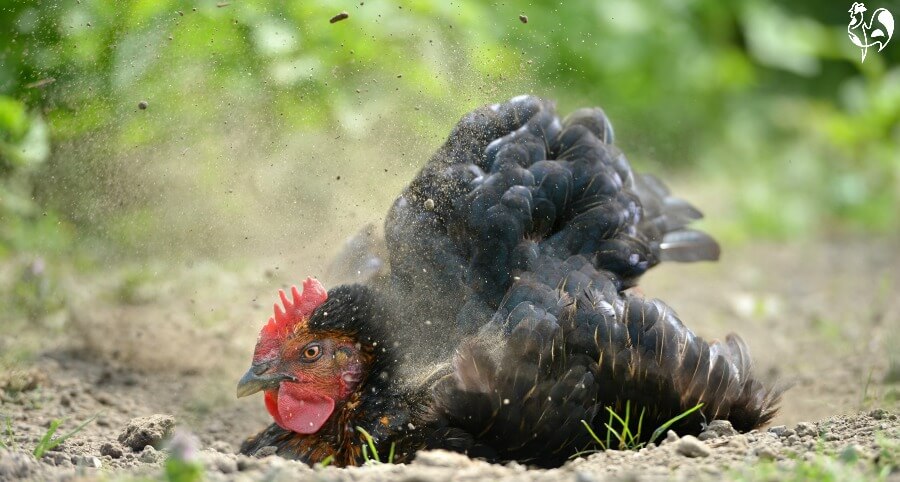 Chickens instinctively find dirt to dust-bathe. A black chicken dust bathing.