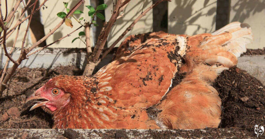A Red Star chicken dust bathing and panting.