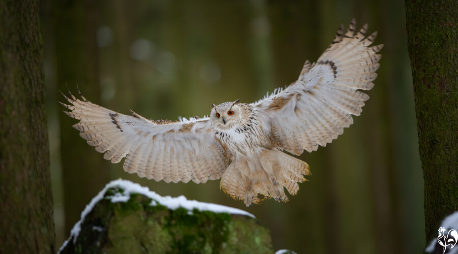 The eagle owl in flight.