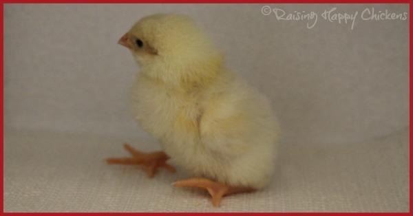 hatching chicks your questions answered