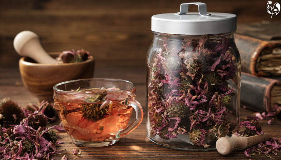 Echinacea dried petals steeped in water to make tea.