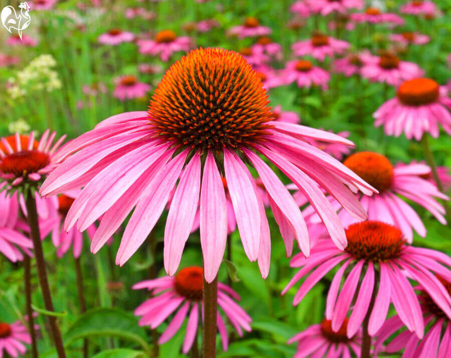 A field of Echinacea Purpurea.