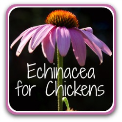 Echinacea for chickens - link.