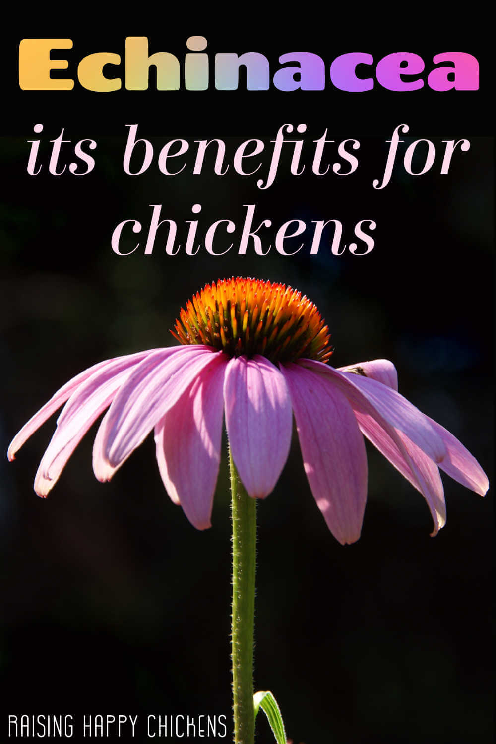 www.raising-happy-chickens.com