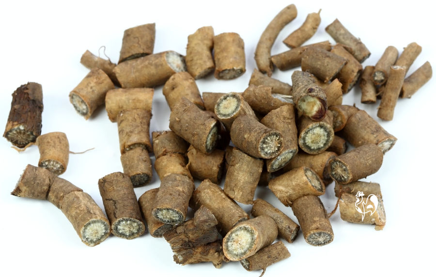 Fresh Echinacea root.