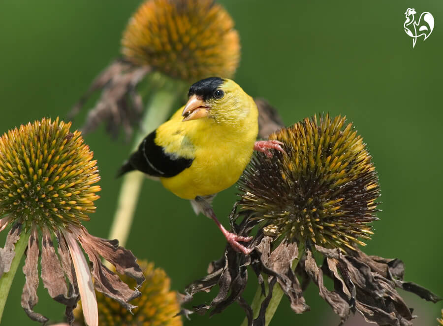 An Echinacea seed head with a goldfinch eating the seeds.