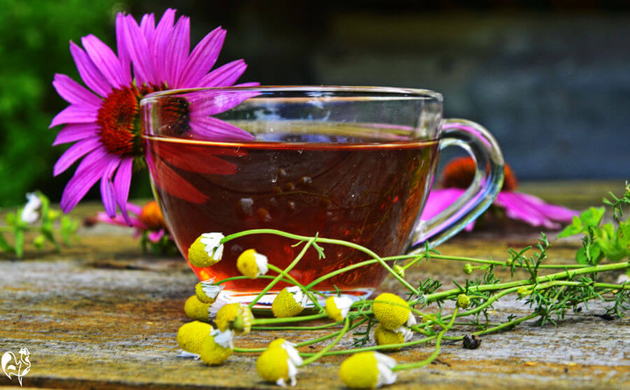 Echinacea flower with tea.