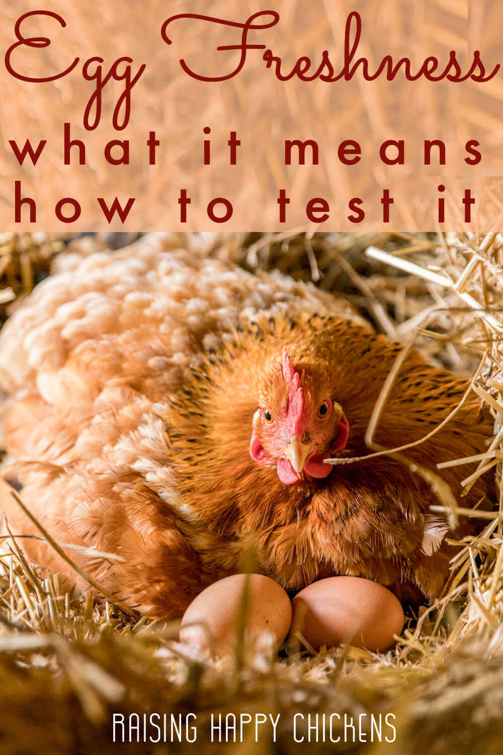 A brown hen sitting on a newly laid egg on a bed of straw.