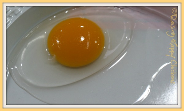 Egg freshness - home-laid vs store-bought. Egg freshness - home-laid vs store-bought.