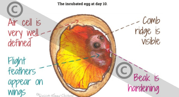 An incubated chicken egg's development at day 10. An artist's impression of the incubated chicken egg at Day 10 of incubation. Copyrighted.
