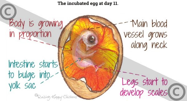 Diagram of the incubated egg at day 11. Day 11 incubation, copyrighted