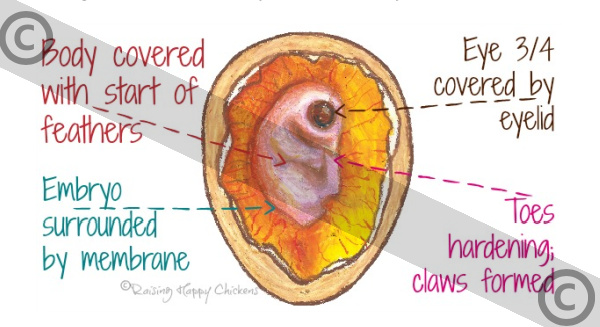 An artist's impression of the incubated chicken egg at day 12 of incubation. Copyrighted.