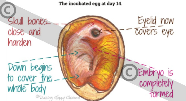 Incubating eggs in an incubator, candled at day 14. An artist's impression of the egg incubated at day 14, showing the eye, skull and blood vessels. Copyrighted.