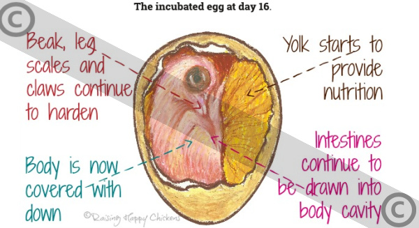 An artist's impression of the egg at Day 16 of incubation, showing the position of the chick as it starts ot turn into the correct position for hatch. Copyrighted.