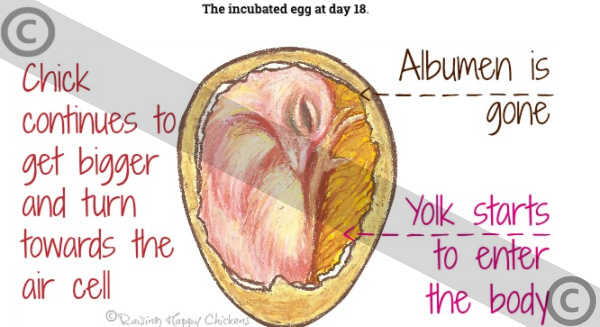 A chicken egg at day 18 of incubation. Copyright C. Andrews. Artist's impression of a chicken egg at day 18 of incubation, showing the chick filling the egg and turning towards the air cell. Copyrighted.