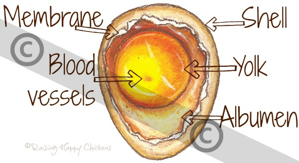 Day 2 of incubation: an artist's impression. Copyrighted.