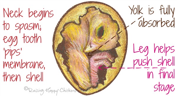 Incubation, Day 21 : It's hatch day!