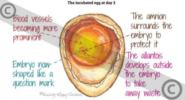 Inside the chicken egg at day 3 of incubation. An artist's impression of the incubated egg at day 3 of incubation. Copyrighted.