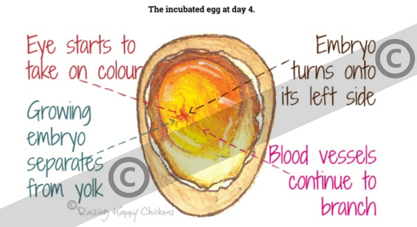 The chicken egg at day 4 of incubation – copyright.