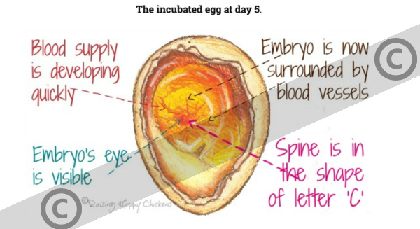 Day 5 of incubation, showing the embryo's development inside the egg. Copyrighted.