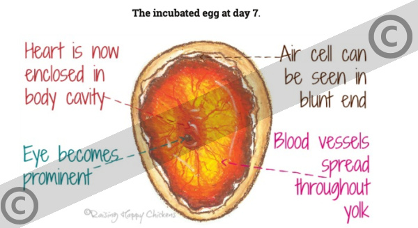 Incubation of a chicken egg: development at day 7. An artist's impression of the egg at day 7 of incubation, copyrighted.