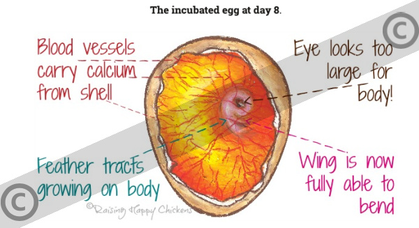 Artist's impression of the development at day 8 in the incubation of chicken eggs. Artist's impression of the development at day 8 in the incubation of chicken eggs, copyrighted.