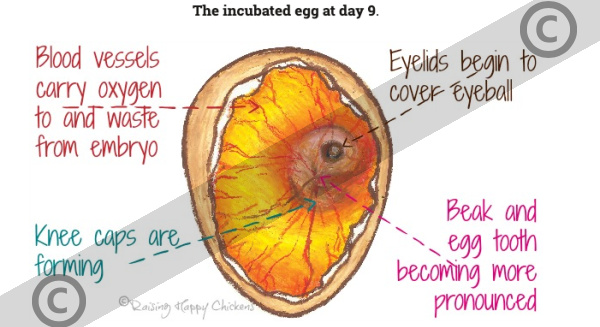 An artist's impression of a chicken egg at the ninth day of incubation. An artist's impression of the incubated egg at day 9 of incubation, showing development. Copyrighted.