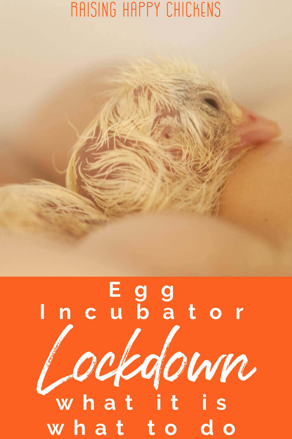 5 Easy Steps to Incubator Lockdown.