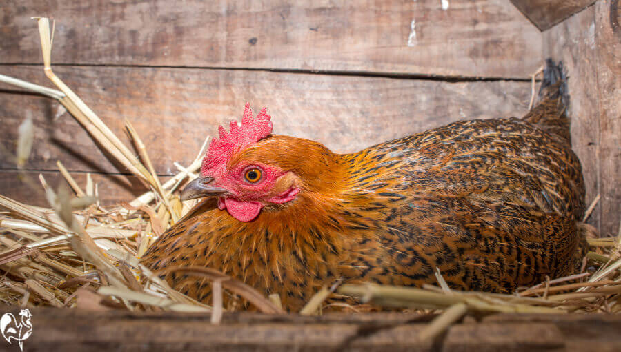 Hen on nest box - not a good isolation unit.