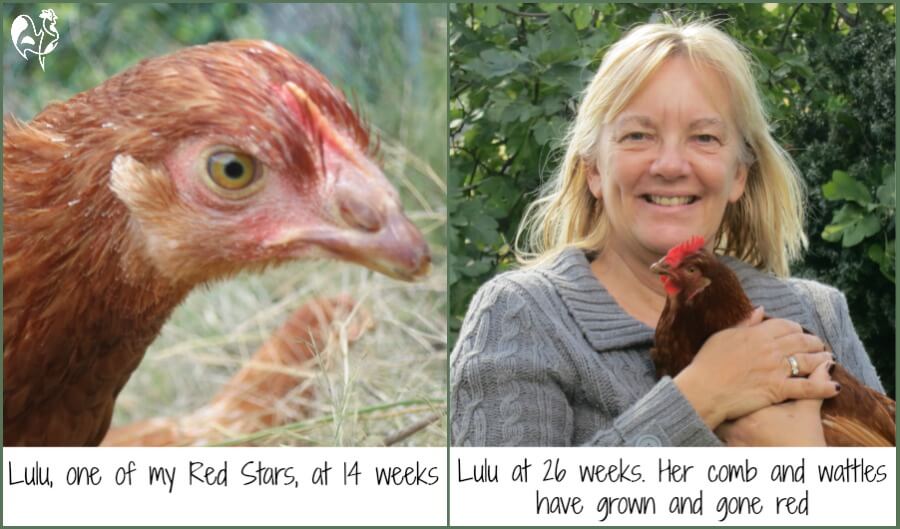 Raising Chickens For Eggs Basic Requirements Raising Chickens For Eggs Basic Requirements