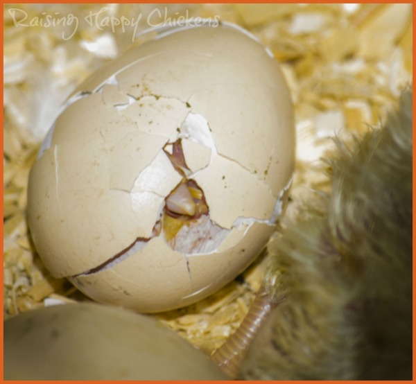 Chicken egg hatching blood